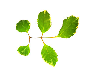 Fototapeta premium Various leaves and branches separated from a white background