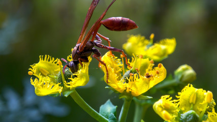 Macro photography of a very large paper wasp feeding on common rue flowers. Photographed at the Andean mountains of central Colombia.