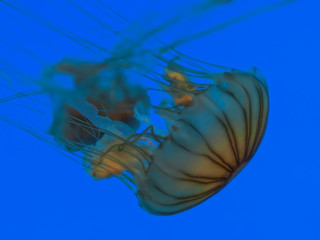 Chrysaora Jelly Fish Side Angle