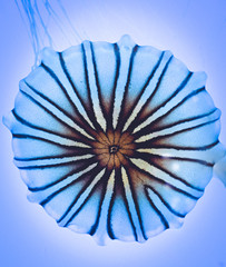 Chrysaora Jelly Fish
