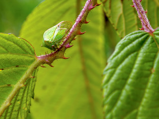 A buffalo treehopper feeding on a wild blackberry plant. Captured at the Andean mountains of central Colombia.