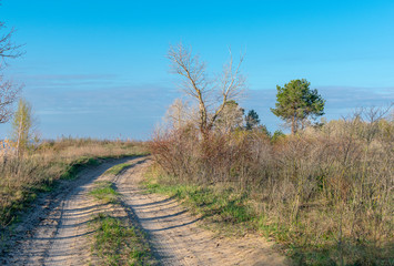 Fototapeta premium Dirt road in the steppe, overgrown with shrubs and lonely trees