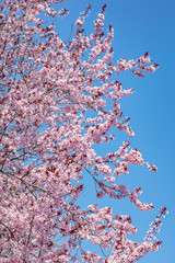 cherry tree in bloom.pink flowers