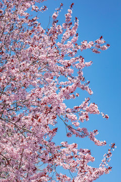 cherry tree in bloom.pink flowers