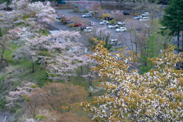 サクラとダムの風景