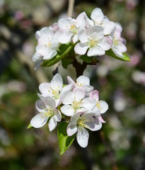 Apfelblüten - Apfelbaumblüte - Blütezeit in Südtirol