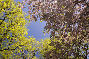Pink and yellow leaves and flowers with a blue sky in spring.