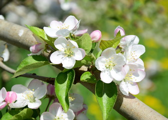 Wunderschöne Apfelblüten in Südtirol - freigestellt 