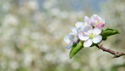 Fototapeta na wymiar Apfelblüten - Apfelbaum - Apfelbaumblüte vor blauen Himmel und verschneiten Bergen