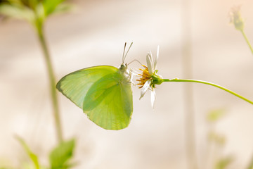 Butterfly flower natural beautiful in nature