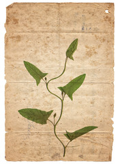 Vintage background with dry plant on paper texture