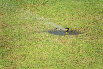 Automatic sprinkler system watering the lawn on a background of green grass.Thailand.