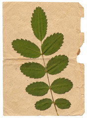 Vintage background with dry plant on paper texture