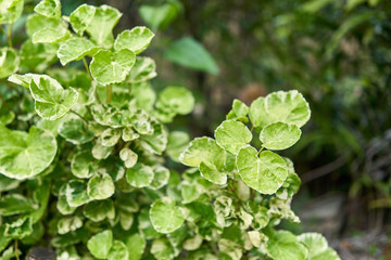 Close up green leaves of Polyscias scutellaria and water drop