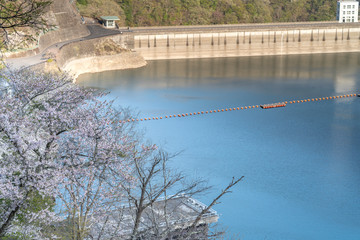 サクラとダムの風景