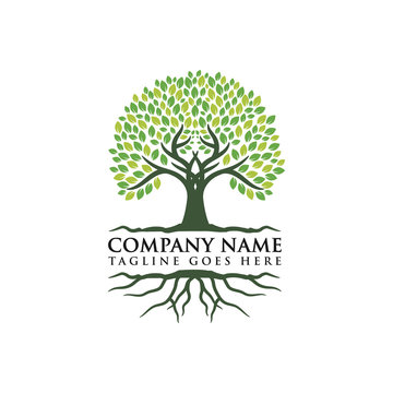Root Of The Tree Logo Design Inspiration