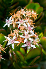 Macro photography of a bouquet of tiny jade plant flowers. Captured at the Andean mountains of central Colombia.