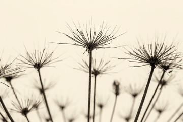 Dry umbrella hogweed (Heracleum) on the blurred background. Filtered photo. Macro.