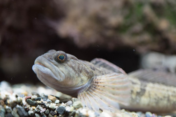 カジカ 鰍 川魚