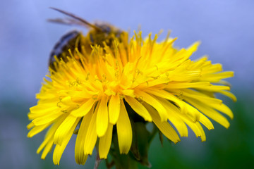 Macro photography of a dandelion flower with a bee in the background. Captures at a garden in the city of Bogota, Colombia.