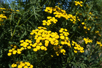 Tanacetum vulgare or tansy yellow flowers with green
