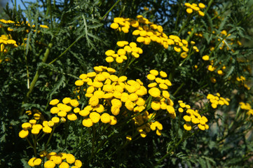 Tanacetum vulgare or tansy yellow flowers with green