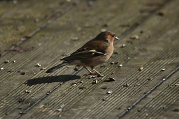 Pinson des arbres attend de manger une graine