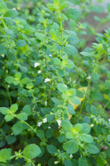 Fototapeta na wymiar Melissa officinalis balm mint green plant vertical