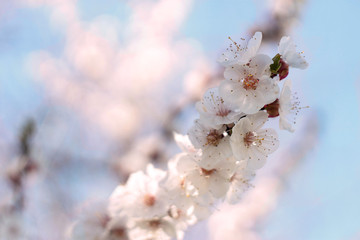 Obraz premium apricot in bloom