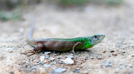 Green Lizard side view. Lacerta Viridis waiting on a road.