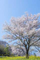 Obraz na płótnie Canvas 桜と菜の花