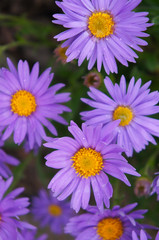 Obraz na płótnie Canvas Brachyscome multifida cut-leaved daisy purple flowers close up
