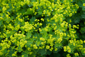 Alchemilla mollis garden lady's-mantle plant with yellow flowers