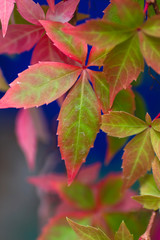 Vine leaf with autumnal colors