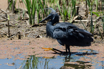 Aigrette ardoisée,.Egretta ardesiaca, Black Heron