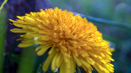 Macro photography of a dandelion flower ray florets, by the side. Captured at the Andean mountains of central Colombia.