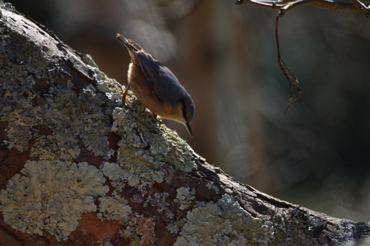 &Eacute;l&eacute;gant oiseau comme maquill&eacute;e, la sittelle torchepot fait partie des passereaux de nos jardins