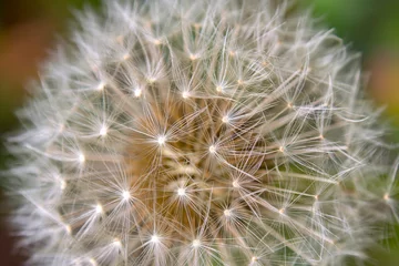 Wandaufkleber Macro photography of the parachutes of the dandelion seed head. Captured at a garden in the city of Bogota, Colombia. © Mauricio Acosta