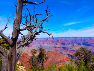 Fototapeta na wymiar Grand Canyon Panorama mit altem Baum