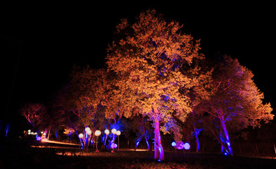 Trees with light