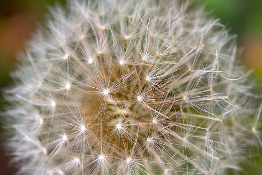 Macro photography of the parachutes of the dandelion seed head. Captured at a garden in the city of Bogota, Colombia.