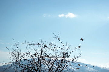 sparrows on a tree branch