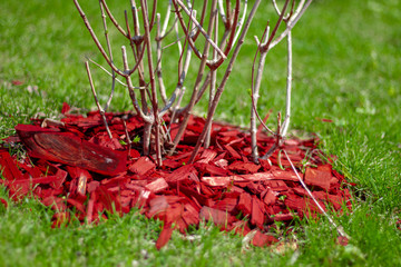 Red mulch near the bush on a green lawn with a designer landscape. Bright harmonious combination of...