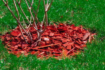 Decorative mulching of a bush on a green lawn with the help of red pine shavings. Bright harmonious...