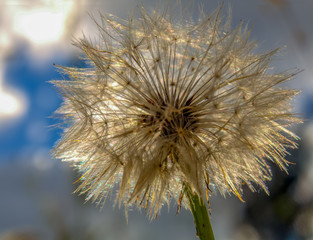 Obraz premium Macro photography of a dandelion seed puff illuminated by the light of the sunset at the Andean mountains of central Colombia.