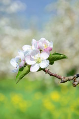 Apfelblüten - Apfelbaum - Apfelbaumblüte vor blauen Himmel und verschneiten Bergen