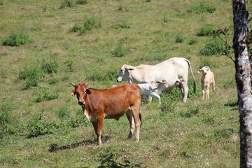 cows on pasture
