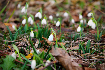 glade of snowdrops 