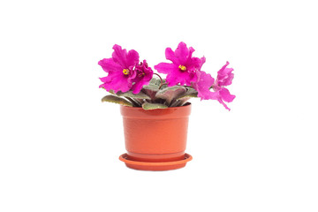 Naklejka na ściany i meble Home flower in a pot young blooming pink violet on a white background, isolate