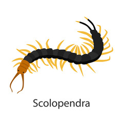 Scolopendra color vector icon. Flat design